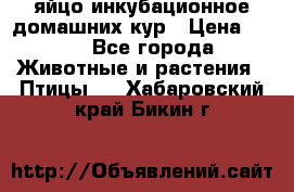 яйцо инкубационное домашних кур › Цена ­ 25 - Все города Животные и растения » Птицы   . Хабаровский край,Бикин г.